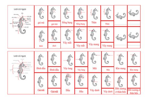 Seahorse Nomenclature