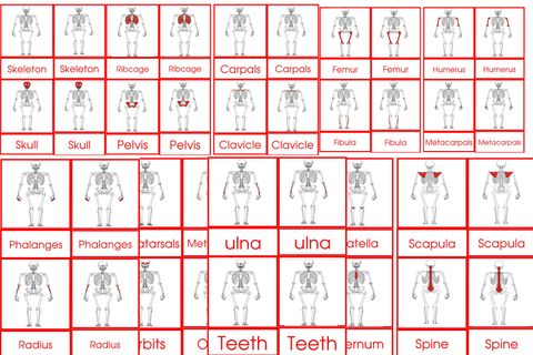 Parts Of The Human Skeleton Cards Age 3 to 6