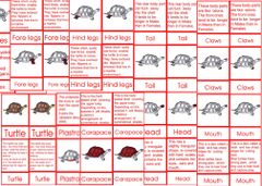 Turtle Nomenclatures 6to9