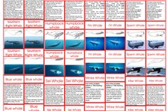 Typeof whaleage6to9