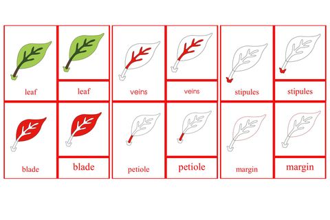 Parts of the Leaf Primary Nomenclature Cards (red isolation)
