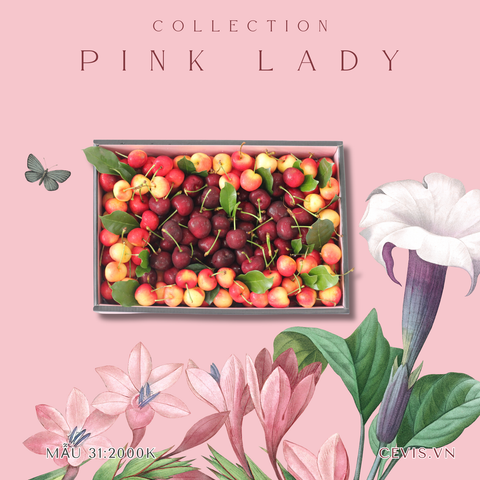  Hộp quà Pink Lady P31 