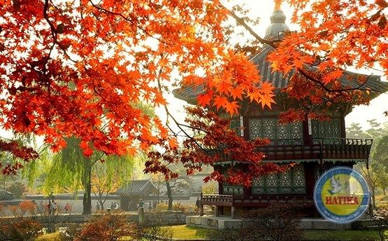 Tour Hàn Quốc- Seoul- Nami 4N4Đ- Tết Âm Lịch