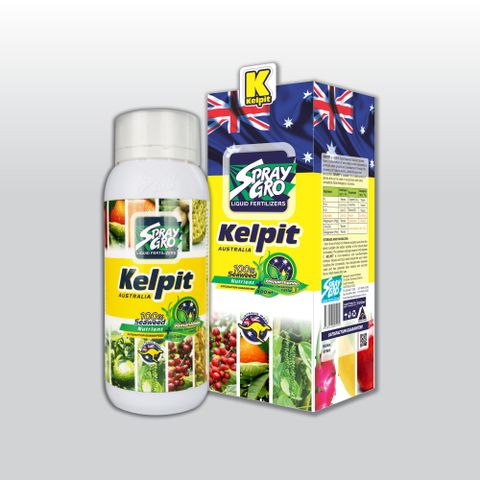  KELPIT CHAI 500ml (NND-NKKP1) 