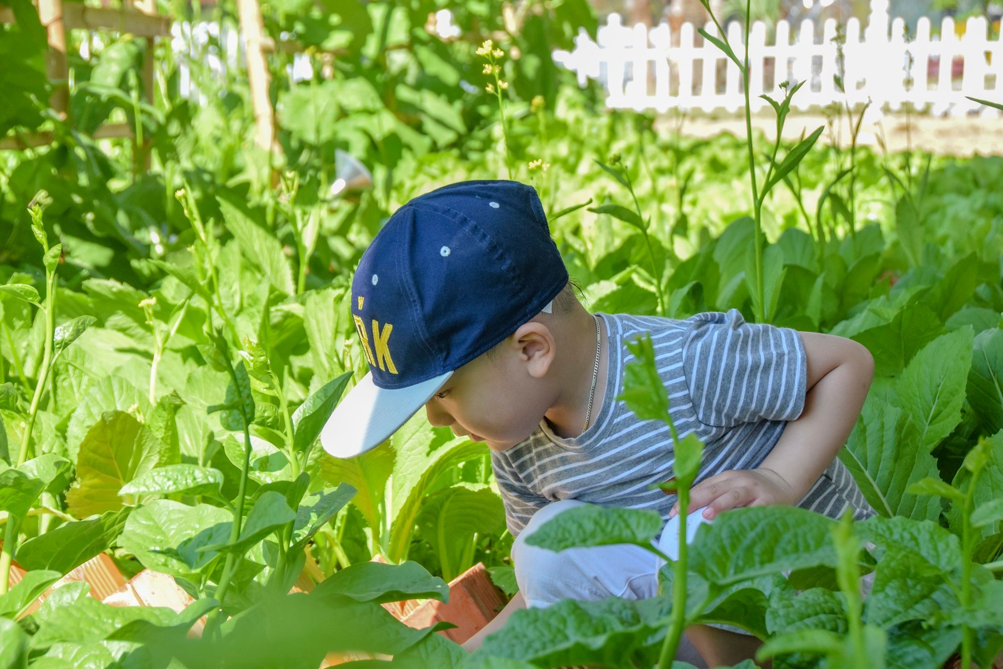 CHAM OASIS ORGANIC GARDEN