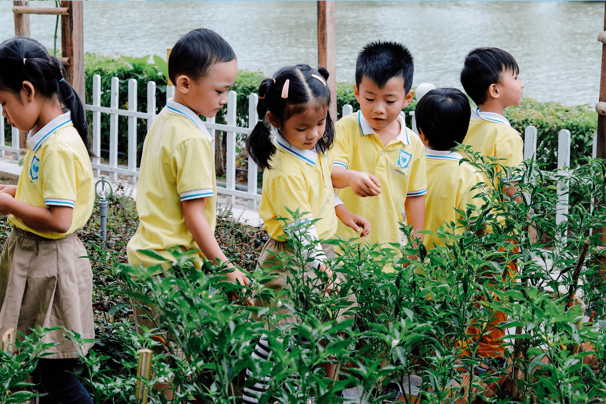 VƯỜN RAU SẠCH CHAM OASIS