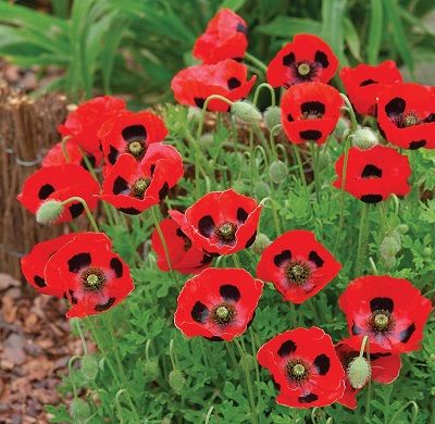 Hoa poppy Lady Bird