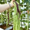 Hạt giống đậu đũa xanh Đài Loan