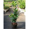 Cây giống cherry Brazil cao 50cm