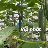 Dưa leo Vip Nhật