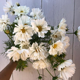 Hoa sao nhái trắng Fizzy