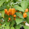 Hạt giống ớt siêu cay Habanero