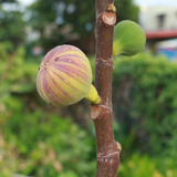 sung mỹ Col De Dame Mutant