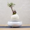 Chậu cây lơ lửng- Air Bonsai