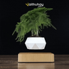 Chậu Cây Lơ Lửng - Levitating Plant