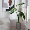 Cây monstera giả đột biến lá lớn