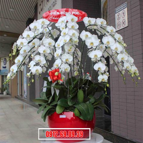 Shop hoa lan hồ điệp Biên Hòa