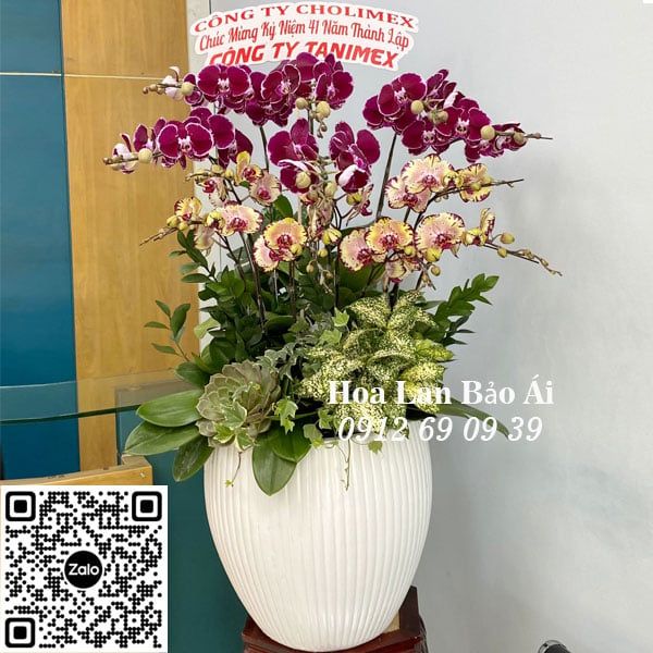 Chậu hoa lan chúc mừng sinh nhật LHD-686