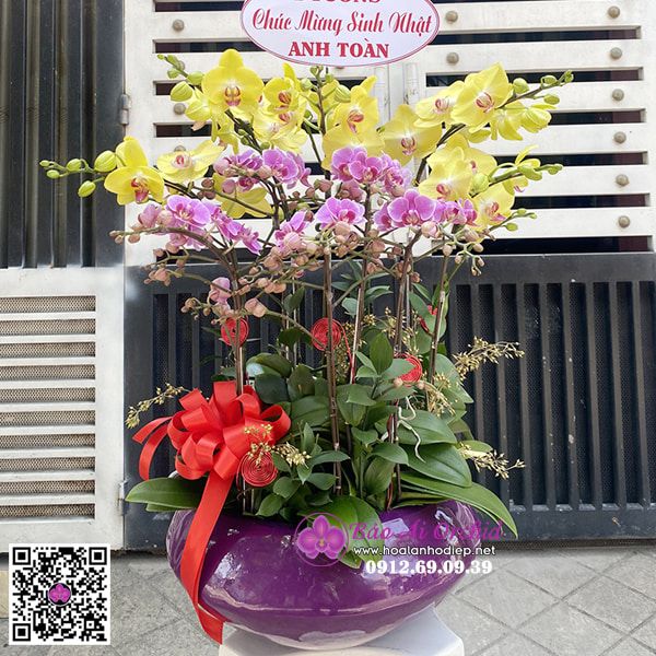 Bình hoa lan mini nhí mix màu sang trọng LHD-682