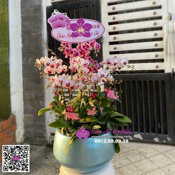 Bình hoa lan mini mix màu đẹp LHD-664