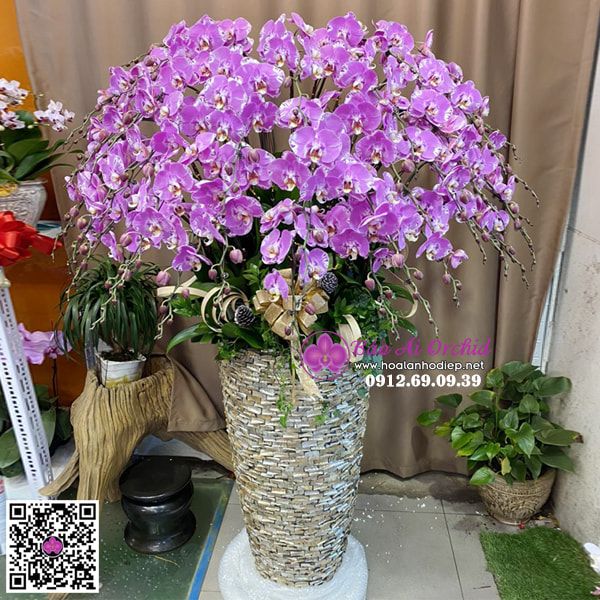 Chậu hoa lan tím cánh bướm Đẳng cấp LHD-683