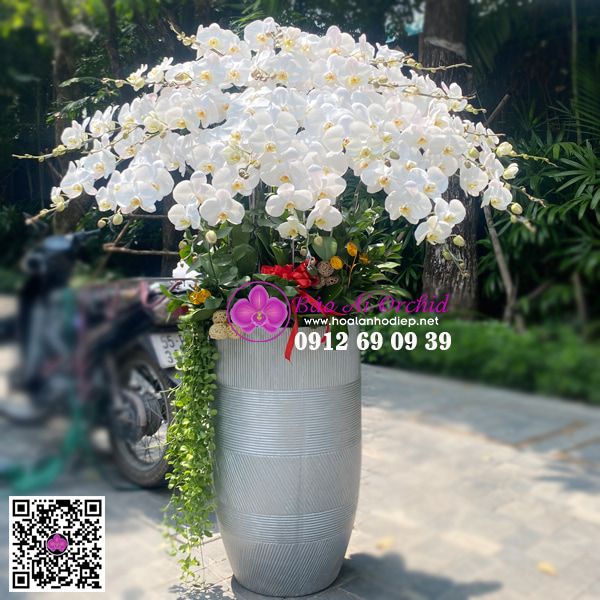 Chậu hoa lan trắng VIP LHD-656