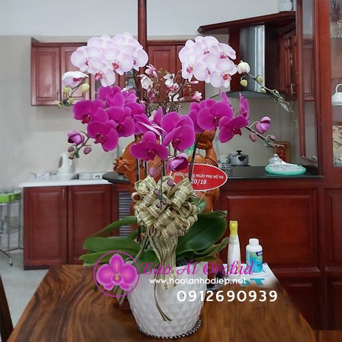 Bình hoa lan tặng tết giá rẻ LHD-568
