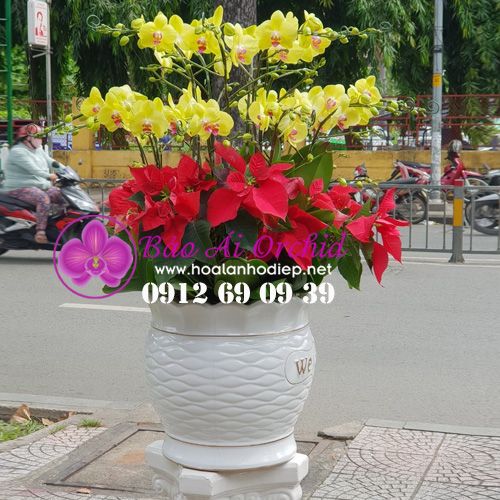 Chậu hoa lan hồ điệp vàng 20 cành LHD-399