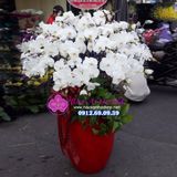  Bình hoa lan trắng 25 cành siêu đẹp LHD-564 