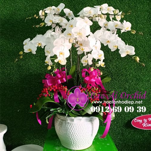 Chậu hoa lan hồ điệp trắng sang trọng LHD-506
