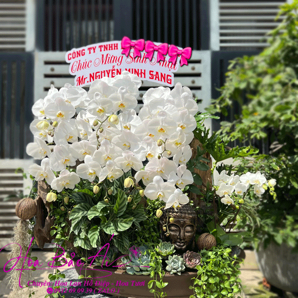 Chậu bonsai hoa lan hồ điệp mix gỗ lũa và tượng phật đẹp LHD-753