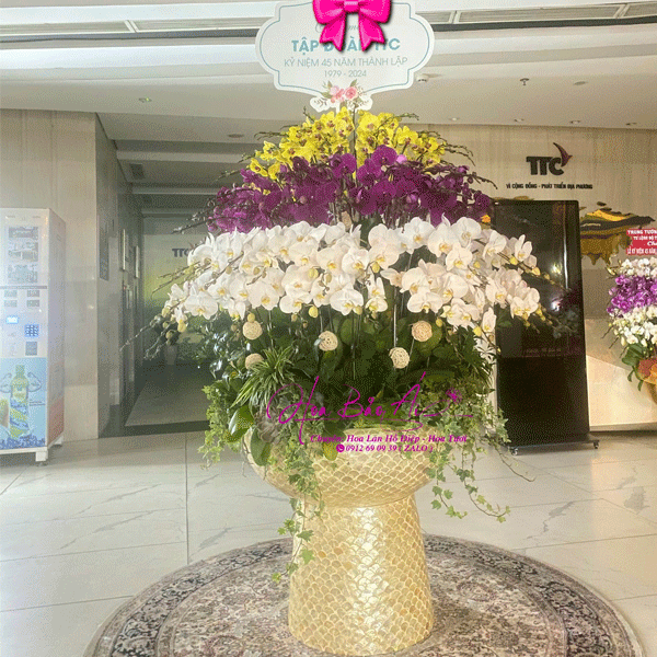 Chậu hoa lan hồ điệp VIP 100 cành LHD-752