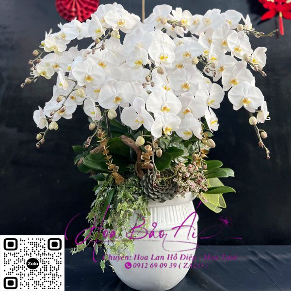  Chậu hoa lan trắng đẹp 2024 LHD-733 