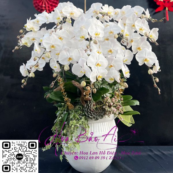 Chậu hoa lan trắng đẹp 2024 LHD-733