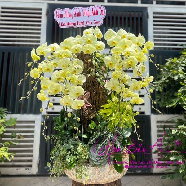 Chậu hoa lan ghép gỗ lũa đẹp LHD-760