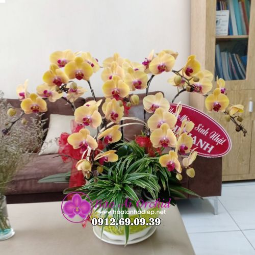 Chậu hoa lan vàng 7 cành mừng sinh nhật LHD-544