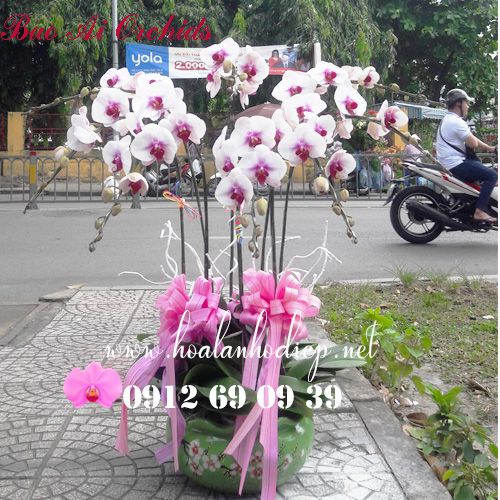 Chậu Hoa Lan Hồ Điệp Trắng Lưỡi Đỏ LHD-387