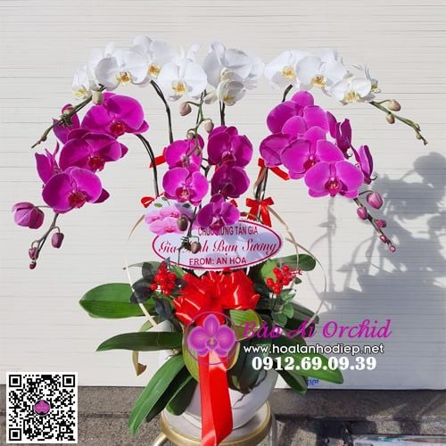 Chậu hoa lan hồ điệp đẹp LHD-623