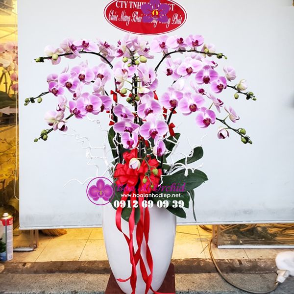 Chậu hoa lan hồ điệp hồng chúc mừng khai trương LHD-604