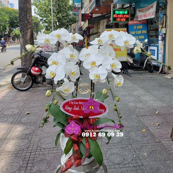 Chậu hoa lan hồ điệp trắng chúc mừng sinh nhật LHD-601
