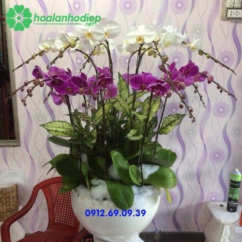 Chậu hoa lan hồ điệp 2 tầng trắng tím LHD-85