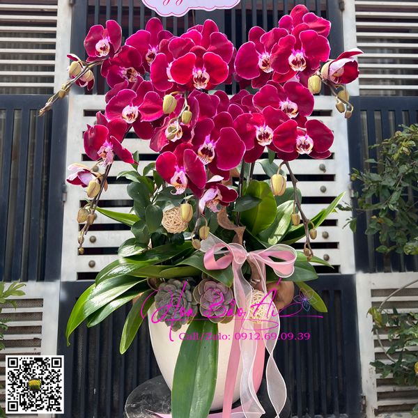 Chậu hoa tím Cherry đẹp LHD-794