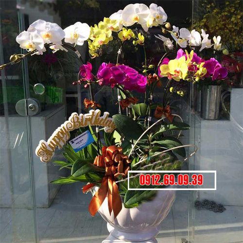 Chậu hoa lan hồ điệp ghép cành nhiều màu LHD-171