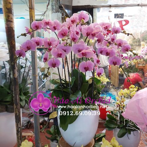 Chậu lan hồ điệp hồng phấn 10 cành LHD-565