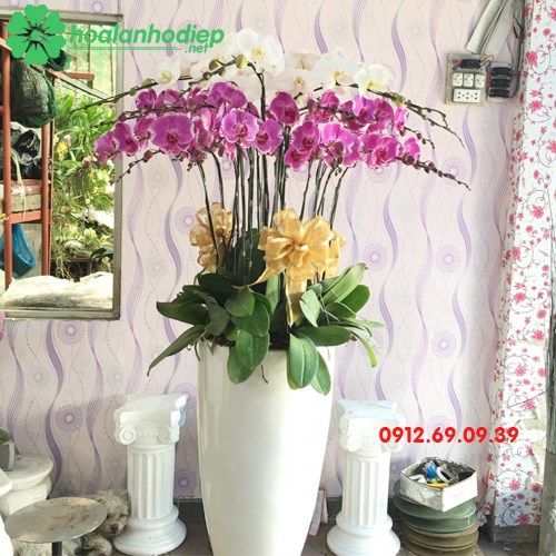  Chậu hoa lan hồ điệp mừng khai trương LHD-74 