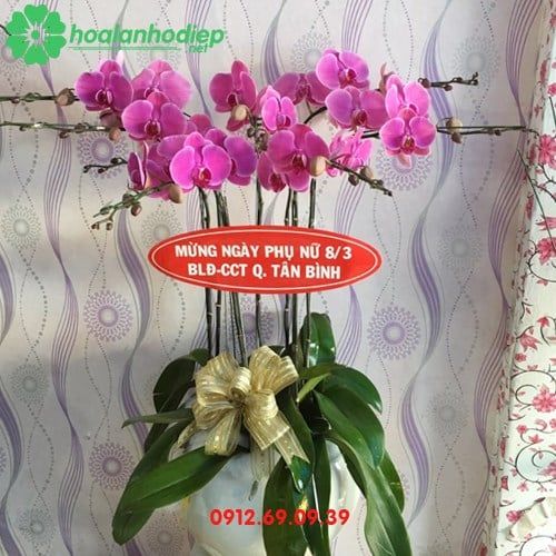 Chậu hoa lan hồ điệp mừng ngày 8-3 LHD-76