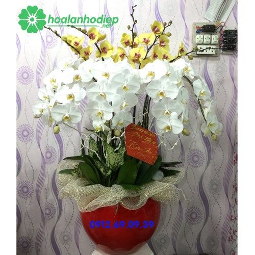 Chậu hoa lan hồ điệp trắng vàng LHD-88