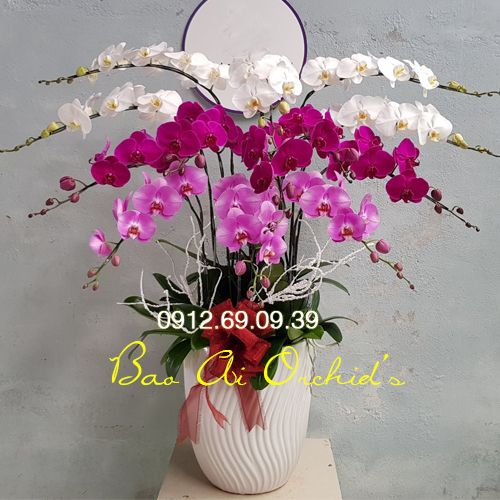 Chậu hoa lan hồ điệp chúc mừng LHDT-69
