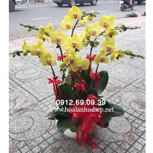 Chậu Lan Hồ Điệp Tặng Mẹ LHDT-27