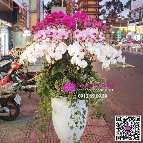 Chậu hoa lan hồ điệp đẹp LHD-622